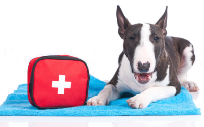 image for April is Pet First Aid Awareness Month